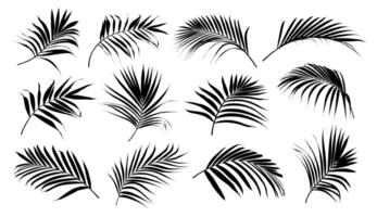 Set of palm tree leaf silhouette isolated on white background vector