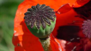 A red poppy flower with a dark center. scarlet poppies flowers with selective focus. Red poppies in soft light. Glade of red poppies. Soft focus blur. Papaver sp. Vertical video