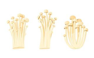 Clusters of enoki mushrooms isolated. vector