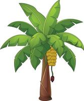 Banana palm tree isolated on white background vector