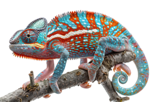◉chameleon ページ◉ Jay Strongwater Chameleon Enameled Frame (CB4NHS) – The