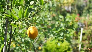 fresh lemons from a lemon tree in a yellow pot in a tranquil garden video