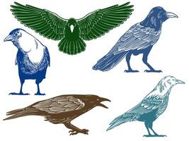 Hand drawn of crow from different angle views in engraving colorful style on white background vector
