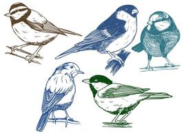 Hand drawn of Songbird bird from different angle views in engraving colorful style illustration. vector