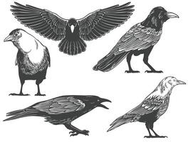 Hand drawn of crow from different angle views in engraving black and white style on white background vector