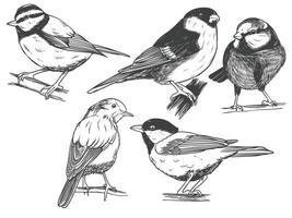 Hand drawn of Songbird bird from different angle views in engraving black white style illustration. vector