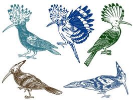 Hand drawn of Hoopoe bird from different angle views in engraving colorful style illustration vector