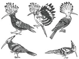 Hand drawn of Hoopoe bird from different angle views in engraving black and white style illustration vector