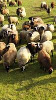 Sheep grazing. Herd of brown and white sheep feeding and resting on pasture. Fluffy animals on a meadow. View from above. video