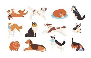 Collection of funny dogs of various breeds playing, sleeping, lying, sitting. Set of cute and amusing cartoon pet animals isolated on white background. Colorful illustration in flat style. vector