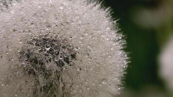 blanc pissenlit macro tir. créatif. rosée gouttes sur une fleur. proche vue de une fleur dans une prairie. derrière le blanc pissenlit c'est il pleut video
