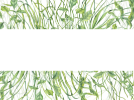 Undersea green weeds. Horizontal frame with water floating plants, grass. Algae, seaweed. Aquarium climbing herbs. Watercolor illustration. Empty space for text. Showcase design, invitation, banner png