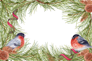 Christmas card with hand drawn pine branches and cones, ribbon decorations and finch birds. Watercolor illustration isolated on transparent background. Copy space winter holidays invitation design png