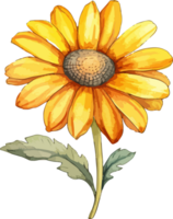 Watercolor flower clipart design illustration png