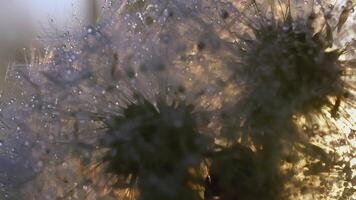White dandelion macro shot. CREATIVE. Close view of a flower in a meadow. A bright sun shines behind a white dandelion video
