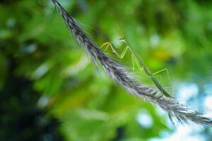 Praying Mantis Mantodea is crawling on the tops of grass leaves photo