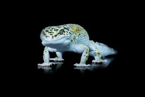 Leopard Gecko or Eublepharis macularius photo