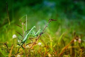 Praying Mantis Mantodea is crawling on the tops of grass leaves photo