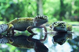 Two Leopard Gecko or Eublepharis macularius photo