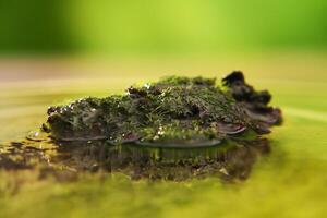 a lump of moss was in the middle of a puddle of water photo