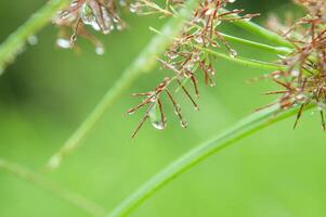 a drop of dew on the top of a cyperus rotundus flower photo