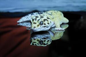 Leopard Gecko or Eublepharis macularius photo