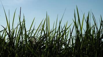 Scenic view of grassy field photo