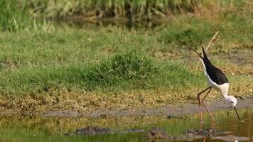 Black-winged Stilt- The black-winged stilt is a widely distributed, very long-legged wader in the avocet and stilt family Recurvirostridae. video