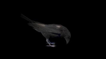 Crow animation alpha video