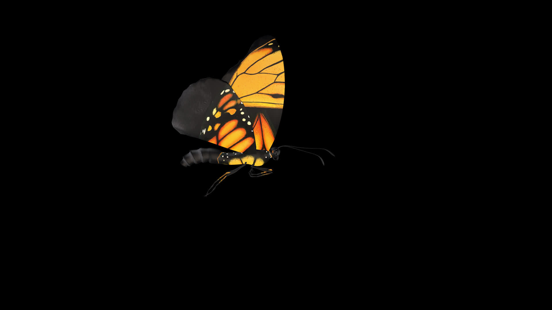 Butterfly flying loop animation 46343593 Stock Video at Vecteezy