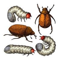chafer set sketch hand drawn vector