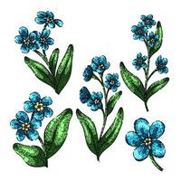 forget me not set sketch hand drawn vector