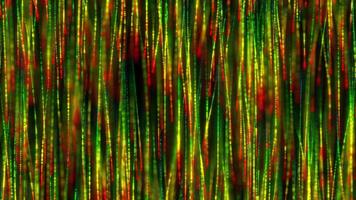 Lines of colorful particles flow down, bright light stripes, Background of bright particles for an event, holiday, show video