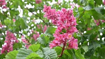 Branch of the red horse-chestnut with inflorescence, close-up on a blurred background of the rest tree video