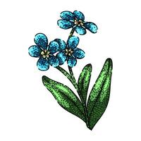 drawing forget me not sketch hand drawn vector
