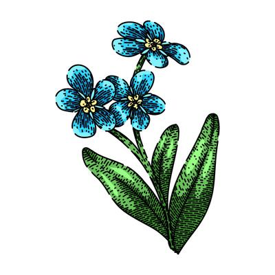 drawing forget me not sketch hand drawn
