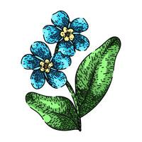 blue forget me not sketch hand drawn vector