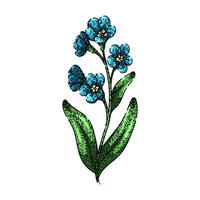 line forget me not sketch hand drawn vector