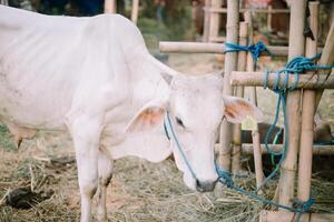A cow peacefully grazing inside a sturdy pen, embodying the simplicity and natural rhythm of farm life in pastoral settings. photo