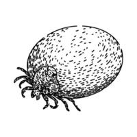 bug tick sketch hand drawn vector