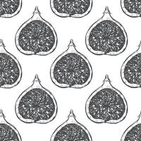 Fig fruit seamless pattern in sketch style. Background for design, packaging, textile. Half fig fruits in outline on a white background. Engraving style. vector