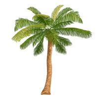 illustration of a palm tree. An element for scenes on a tropical beach, on vacation, on vacation. Exotic tree isolated on white background. vector