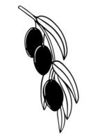 Graphically depicting a branch of an olive tree. Ripe berries for olive oil label. element of a trademark, logo. White background, monochrome illustration. Engraving. vector