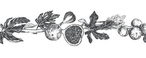 Sketch of a fig using engraving technique. seamless border of fruits and leaves on a white background. Vintage black and white hand drawing. Best suited for menus and kitchen design. vector