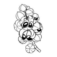 Monochrome drawing of guarana fruits. Tropical edible crop, super product, food additive, hand-drawn on a white background. vector