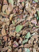 dry leaves that fall on the ground photo