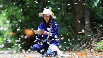 Asian biologist is collecting data in forest field study of mud puddling phenomenon butterflies sapping on salt and mineral during summer on mating season for tropical rainforest wild entomology video