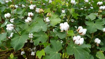 Soft and calming ready to harvest cotton fields graphics for print design inspiration photo