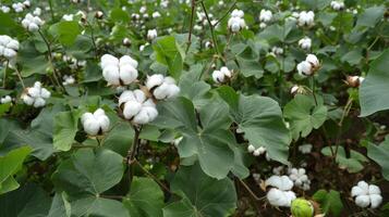 Peaceful and stunning ready to harvest cotton fields seamless patterns for creative projects photo