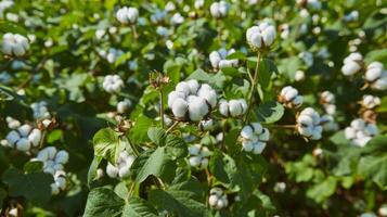 Beautiful and serene ready to harvest cotton fields seamless patterns for design photo